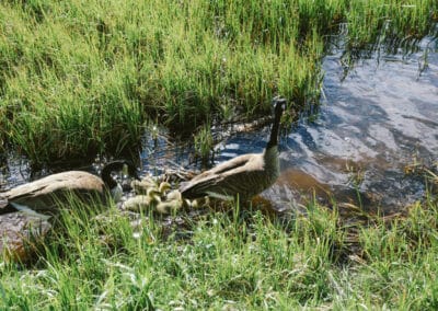 Reconnaissance des droits de la nature : vers un nouveau paradigme ?
