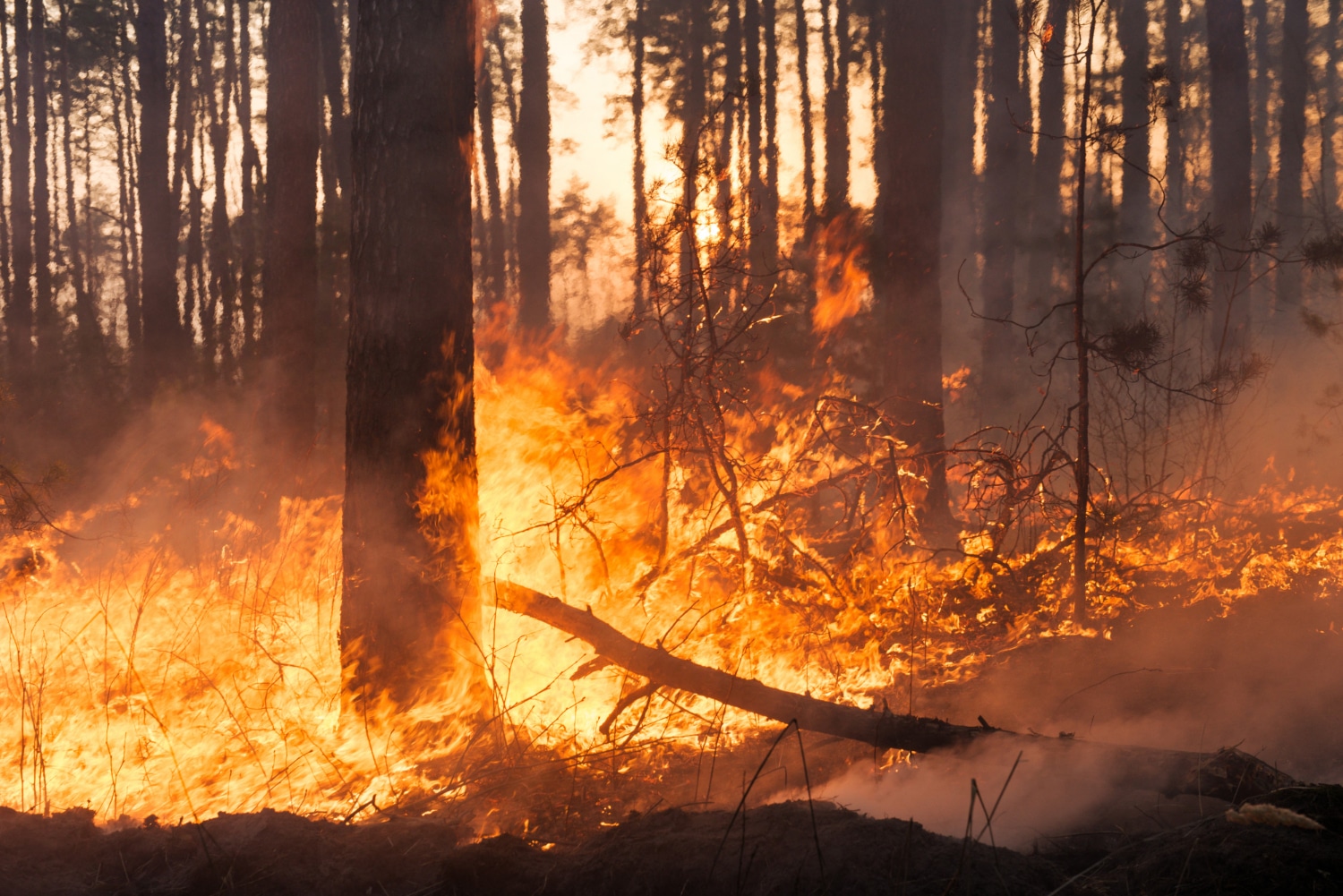 Climat : comment les jeunes s’emparent des droits humains pour contraindre les États
